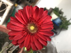 gerbera-red-close-up