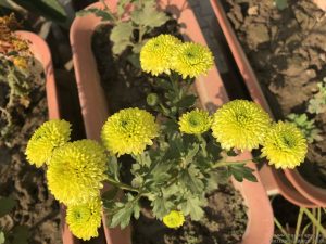 green-guldaudi-chrysanthemum