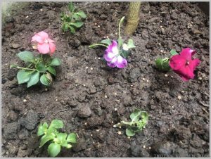 grow-impatiens-cuttings