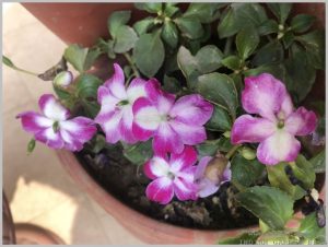 grow-impatiens-cuttings