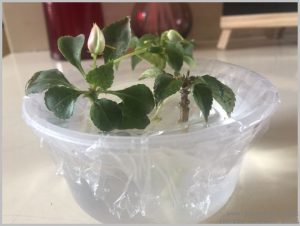 grow-impatiens-cuttings