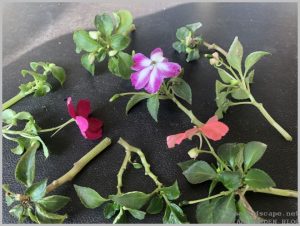 grow-impatiens-cuttings