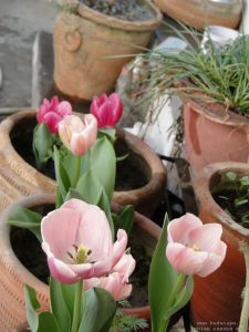 grow-tulip-north-india-punjab-delhi