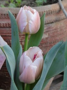 grow-tulip-north-india-punjab-delhi