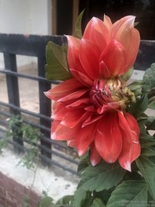 half-bloom-dahlia-flower