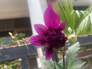 half-bloom-flower-dahlia