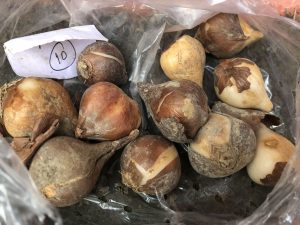 how-plant-tulip-bulbs