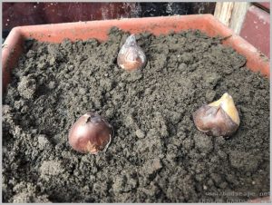 how-plant-tulip-bulbs