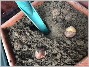 how-plant-tulip-bulbs