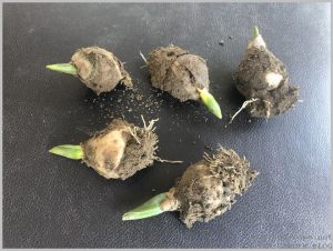 how-plant-tulip-bulbs