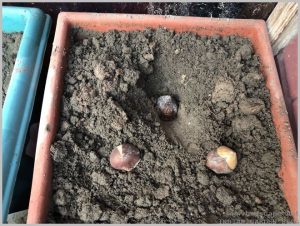 how-plant-tulip-bulbs