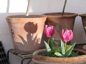 how-plant-tulip-bulbs