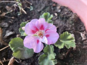 ivy-geranium-hanging-pink