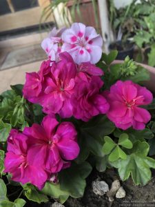 ivy-geranium-pots