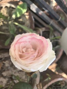 light-pink-rose