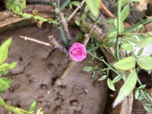 miniature-rose-pink