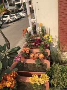 mixed-color-guldaudi-chrysanthemum-pots