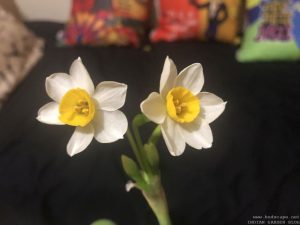 narcissus-fragrant-flower