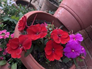 new-guinea-impatiens-pink-red