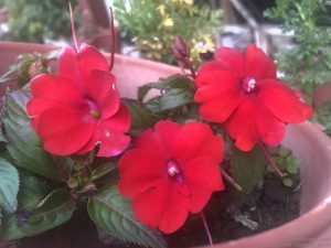 new-guinea-impatiens-red