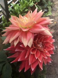 orange-dahlia