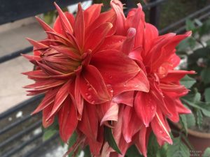 orange-dahlia-double