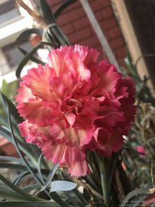 peach-yellow-double-carnation