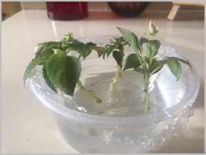 propagate-impatiens-cuttings-water