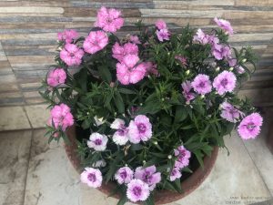 purple-dianthus-pot