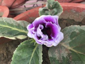 purple-gloxinia-closeup