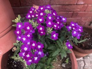 purple-verbena-bunch