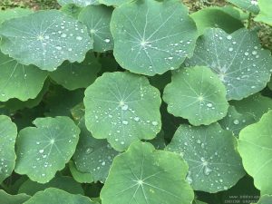 rain-drops-leaves