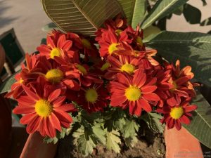 red-guldaudi-chrysanthemum