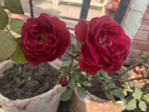 red-rose-fragrant