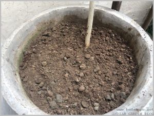 rooting-cuttings-pots