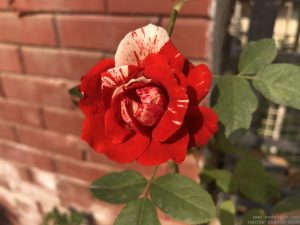 striped-rose-red-white