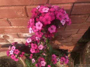 sweet-william-in-pot