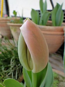 tulip-flower-bud-close-up