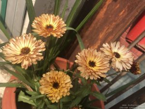 unusual-calendula-brown