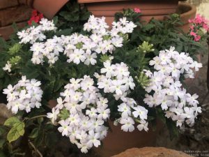 white-verbena-full