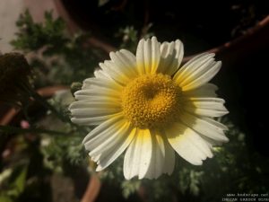 white-yellow-flower