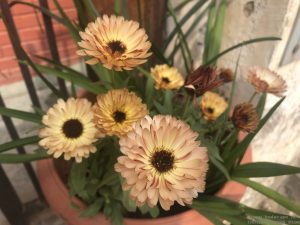 winter-flowers-skin-color-calendula