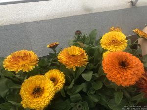 yellow-calendula-bunch