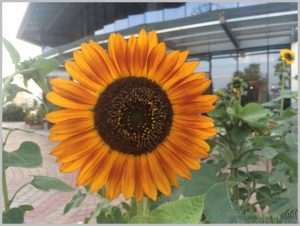 summer-flowers-india-sunflower
