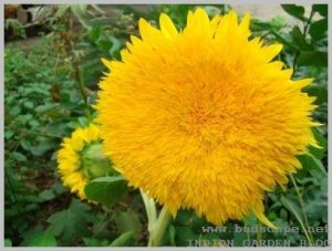 summer-flowers-india-sunflower