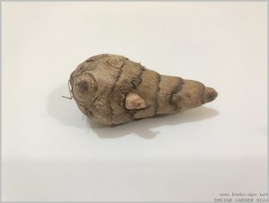 CURCUMA BULB IDENTIFICATION