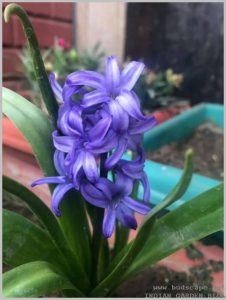 fragrant-flower-bulbs-hyacinth