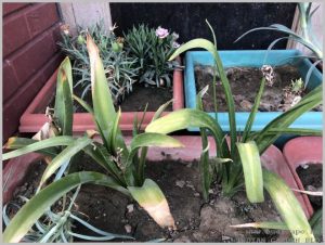 propagate-hyacinth-bulbs-after-flowering-1