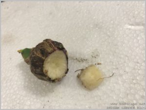 propagate-hyacinth-bulbs-after-flowering-12