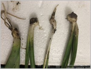 propagate-hyacinth-bulbs-after-flowering-4